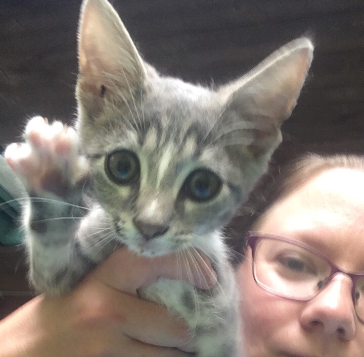 Photo of tabby kitten with huge ears, reaching a paw towards the camera. A white person's hand is holding the kitten their face is in the background. They are wearing glasses.