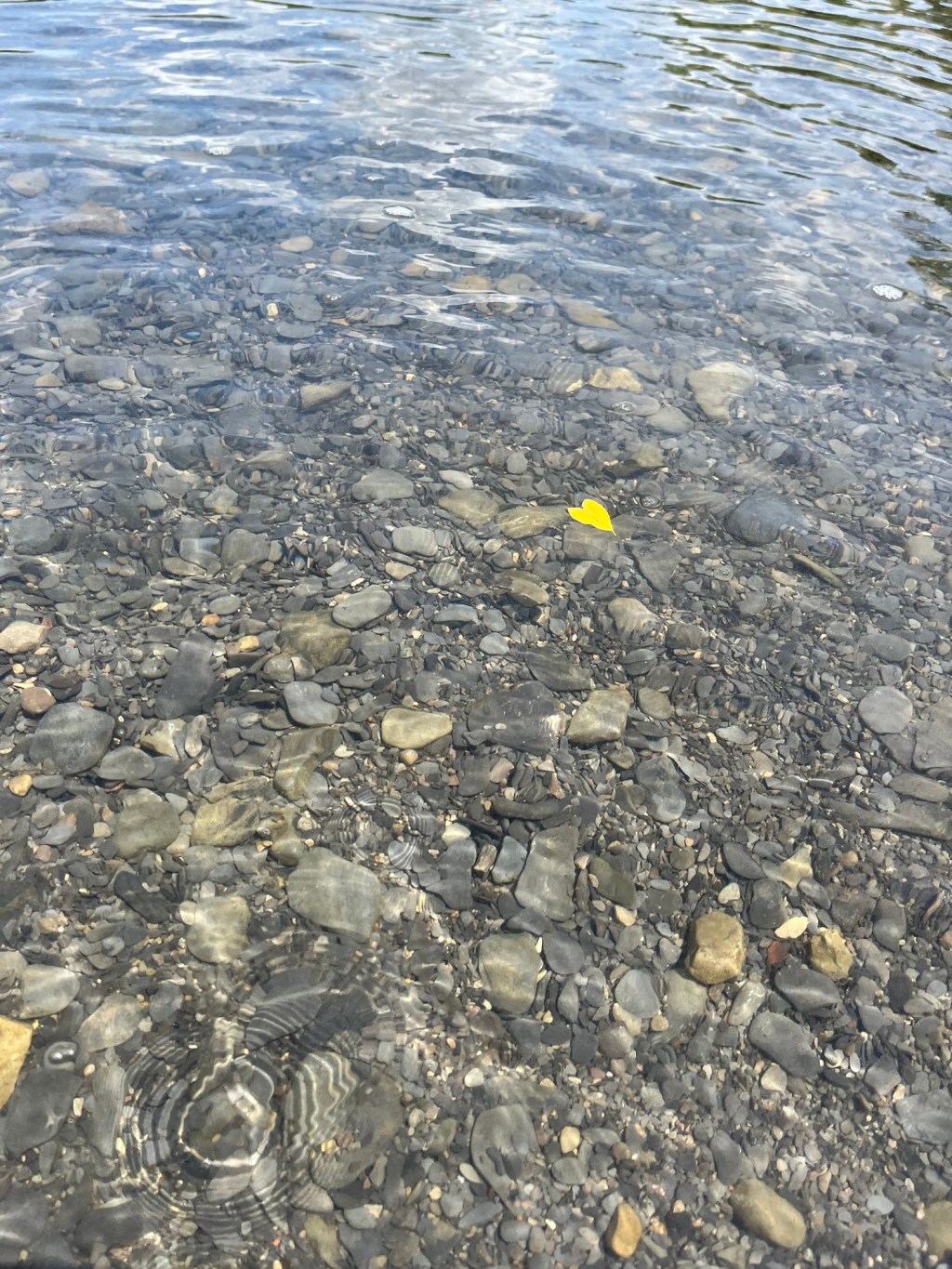 yellow heart shaped leaf floating in clear lake water, with pebbled bottom of lake visible
